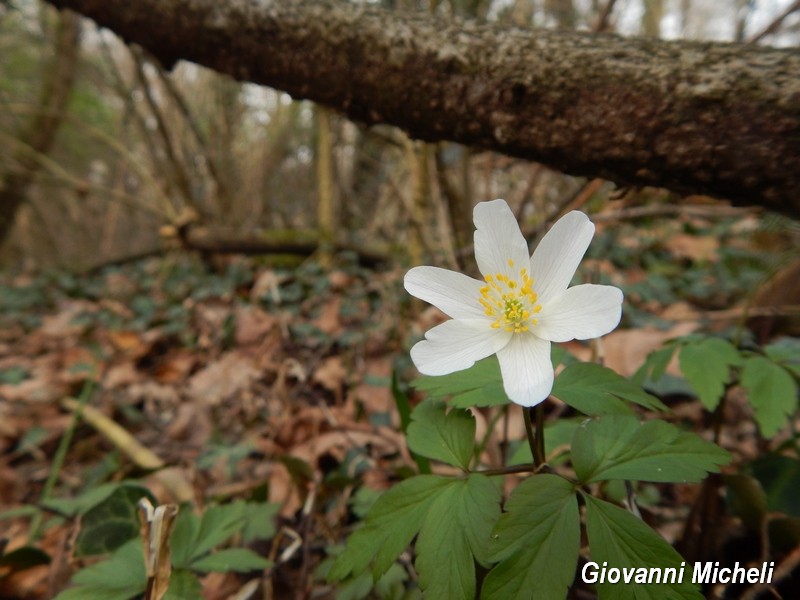 Parco del Ticino 21.3.15